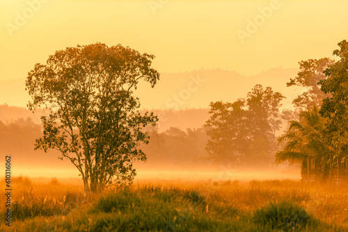 Natural blurred background of fog scattered among trees in the morning  with soft sunlight from the sun  seasonal beauty.