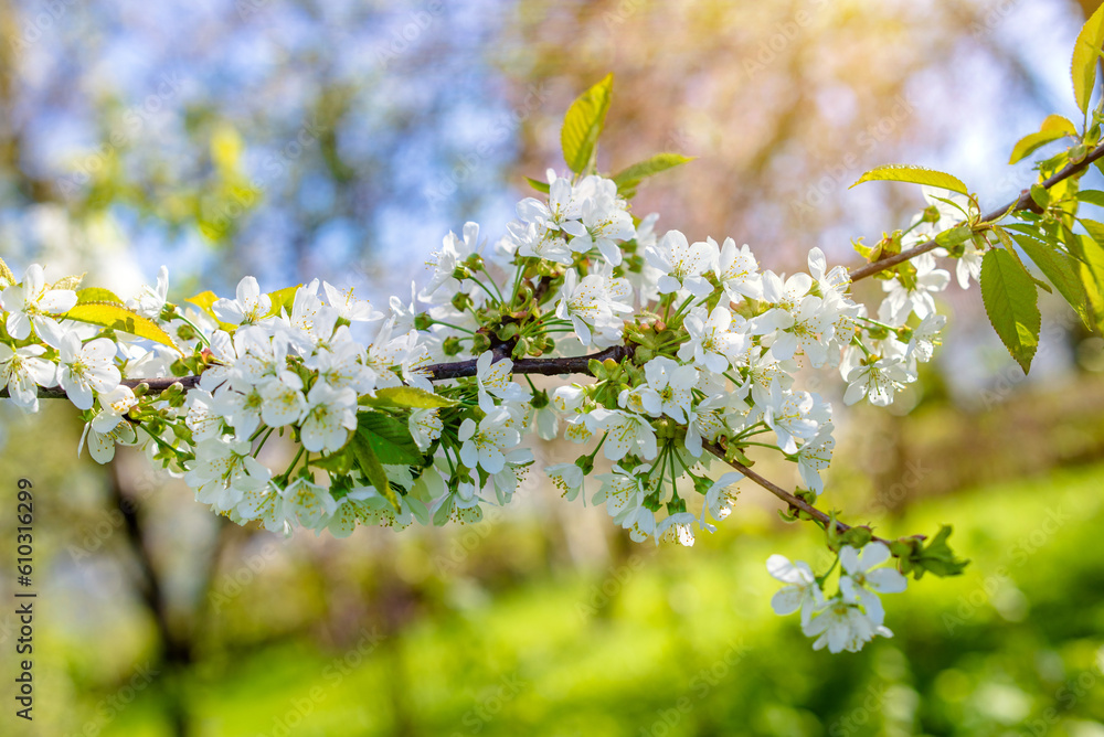 Cherry blossom branch in the garden in spring
