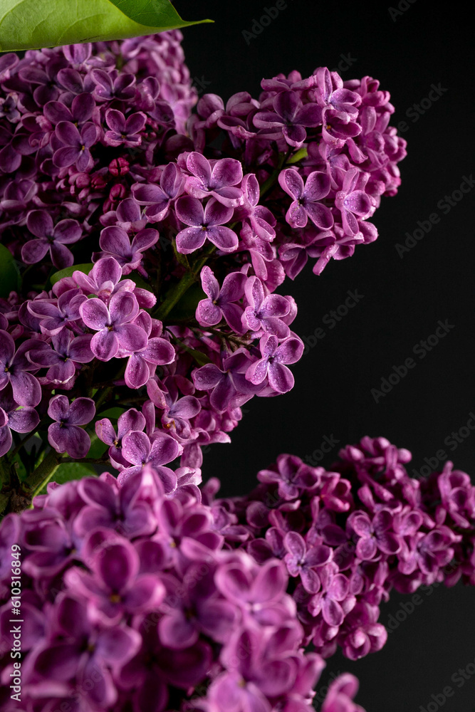 Obraz premium Lilac (lat.Syringa vulgaris) closeup in the spring on a black background.