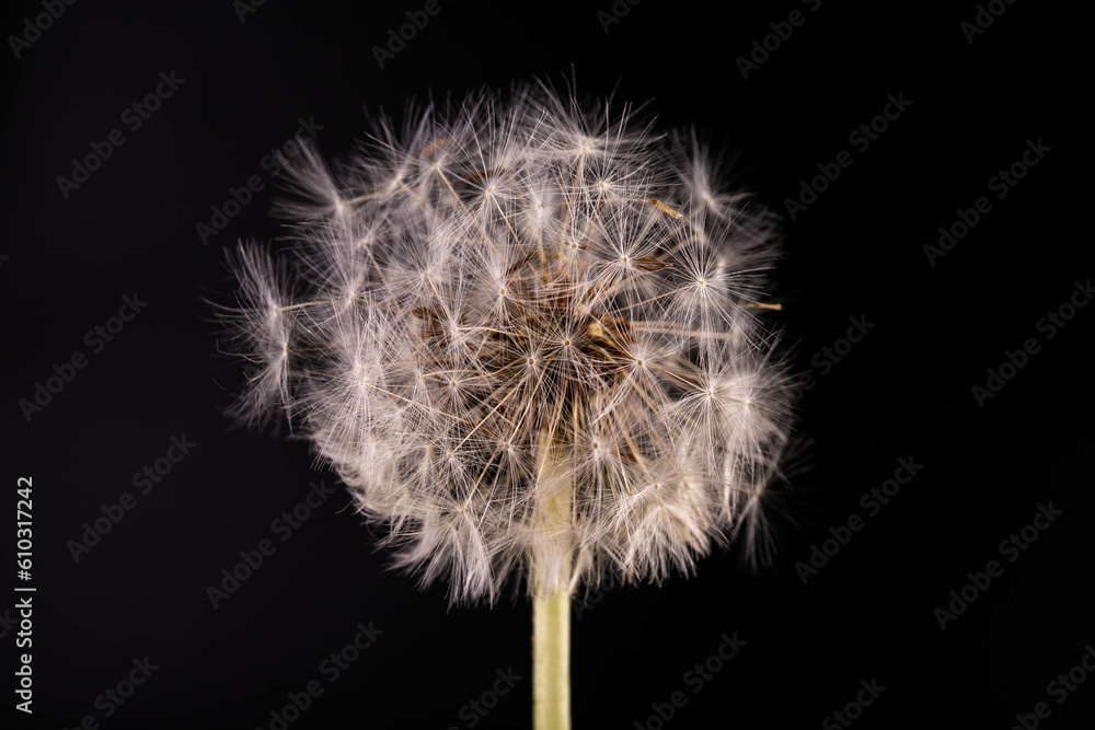 Fototapeta premium Dandelion with seeds blowing away in the wind across on black background.