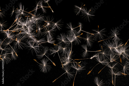 Dandelion with seeds blowing away in the wind across on black background.