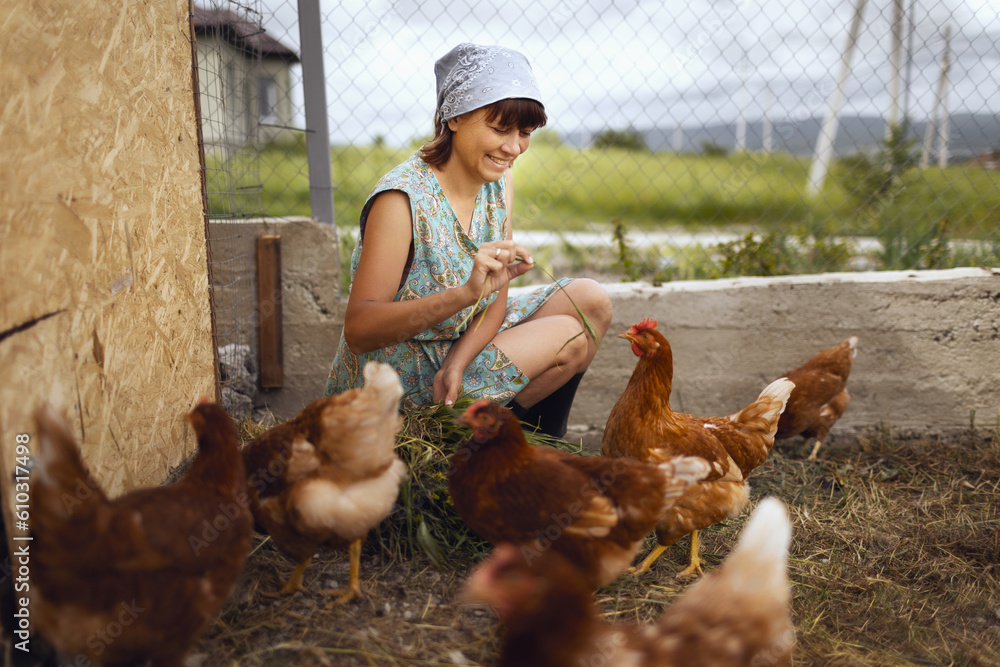 A woman in the village, in a chicken coop, takes care of poultry chickens. Private poultry farm
