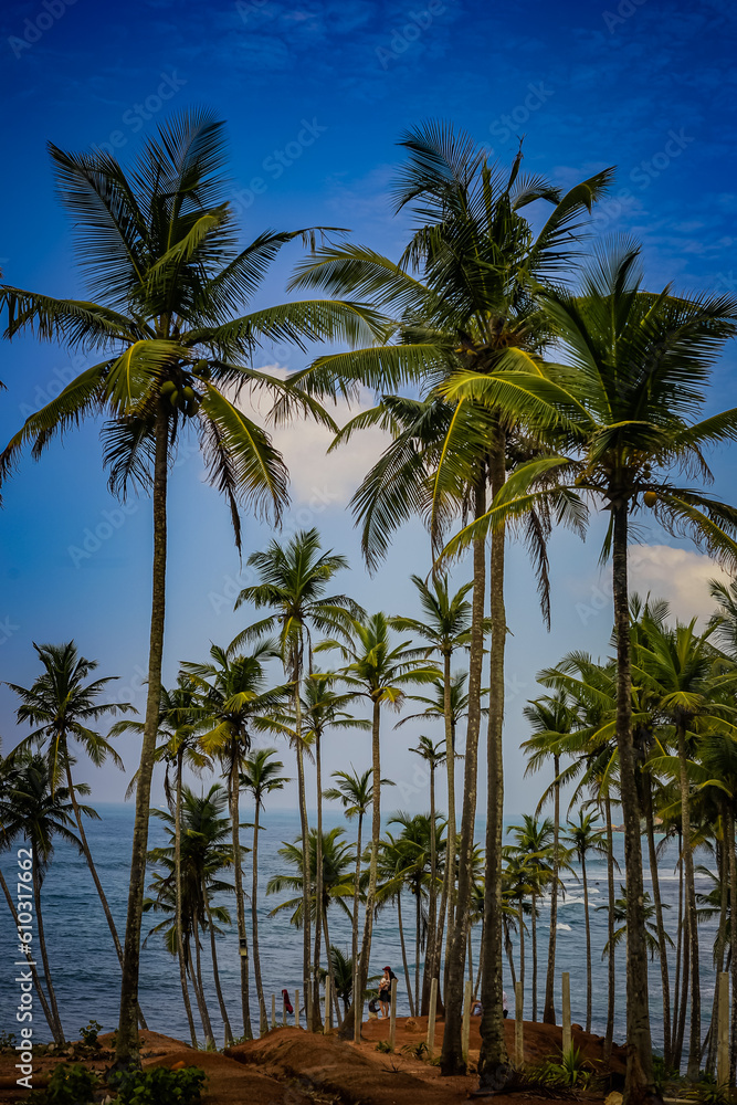 Palm trees and the ocean. Sri Lanka