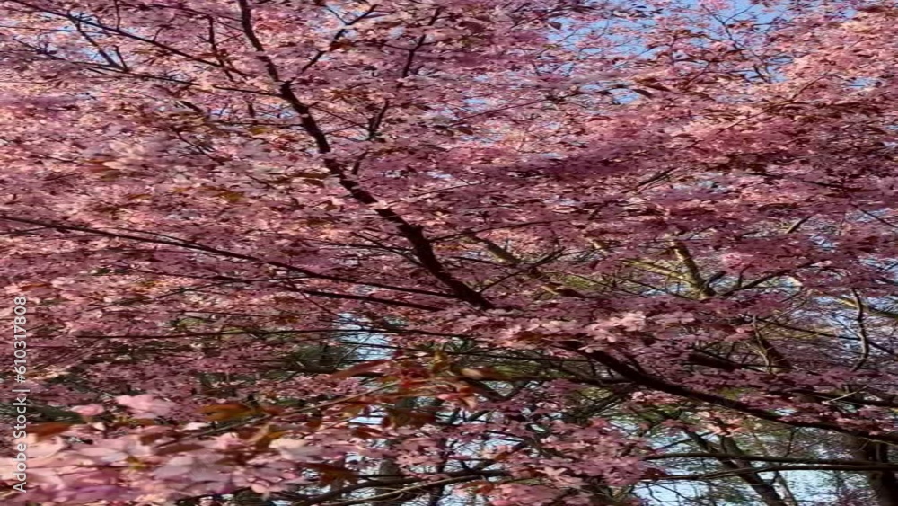 Pink cherry blossom in spring. Gorgeous trees covered with pink flowers Pink cherry blossom in spring. Gorgeous trees covered with pink flowers