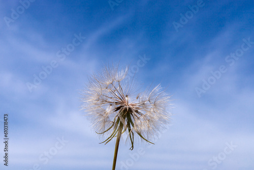 Dandelion with seeds across a cloudy blue sky with copy space