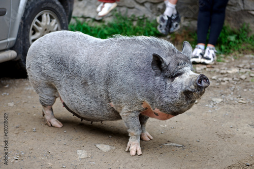 a big gray pig is standing on the road