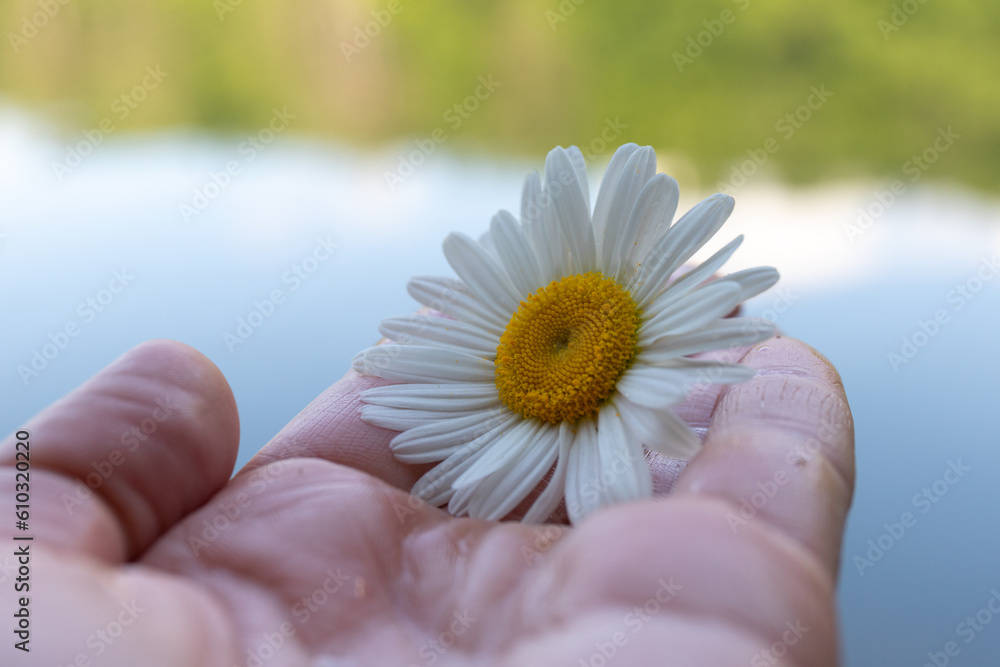 Daisy chamomile flowers on light background. View with copy space. Summer concept. Daisy chamomile flowers on light background. View with copy space. Summer concept.
