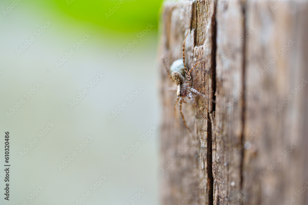 macrophotography. a small gray spider on a tree stump. macrophotography. a small gray spider on a tree stump.