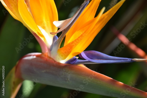 Strelitzia reginae flower, also known as Bird of Paradise or Crane flower, close up.