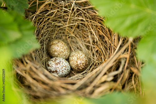 a nest of three cardinal eggs