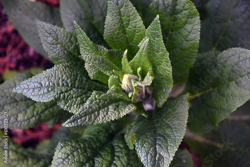 Obraz na płótnie Close up of a plant w salonie