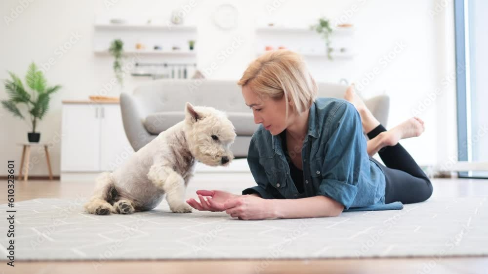 Full length view of attractive blonde in denim wear leaning on elbows while holding white dog's leg in hand. Well-behaved West Highland White Terrier giving paw to female owner on carpet of apartment. Full length view of attractive blonde in denim wear leaning on elbows while holding white dog's leg in hand. Well-behaved West Highland White Terrier giving paw to female owner on carpet of apartment.