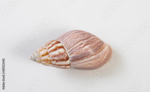 Brown-pink sea shell isolated on white background