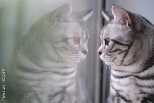 Fotografie one American shorthair silver tabby cat look out the window with reflection