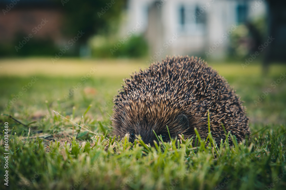hedgehog in the grass
