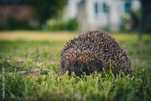 Obraz na płótnie hedgehog in the grass w salonie
