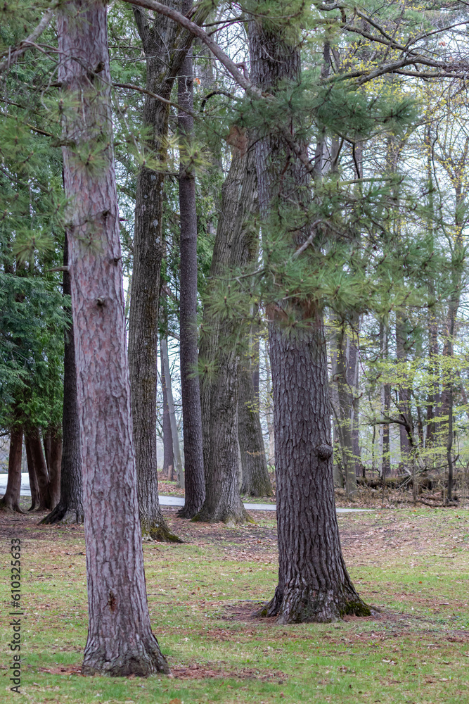 Fototapeta premium Tall thick pine tree trunks