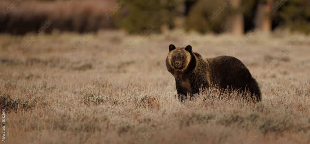Grizzly Bear in Grand Teton National Park - obrazy, fototapety, plakaty 