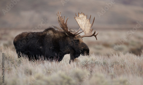 Fotografiet Bull Moose in Grand Teton National Park