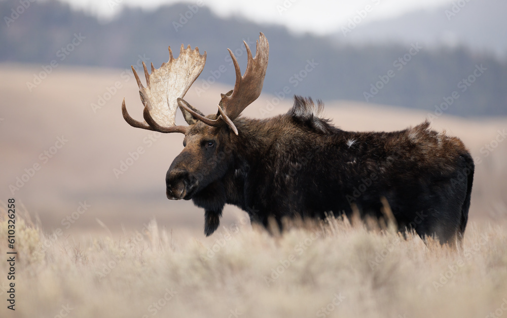 Bull Moose in Grand Teton National Park - obrazy, fototapety, plakaty 