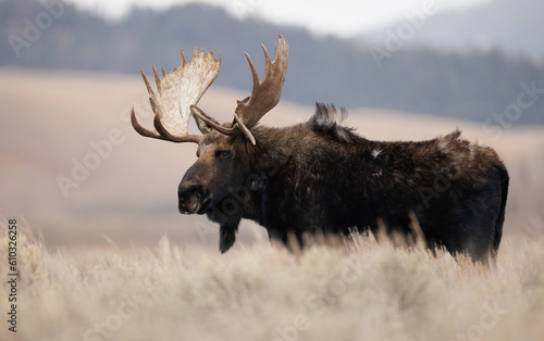 Bull Moose in Grand Teton National Park Fototapet