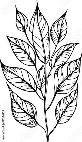hand drawn botanical spring elements line art, botanical illustration botanical line drawing, vector sketch artistic simplicity botanical doodle art, Easy botanical drawing, botanical illustration 