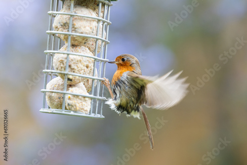 Action shot of a Robin (Erithacus rubecula) feeding at a fat ball bird feeder in a garden with a fence and a blue ceanothus background - Yorkshire, UK