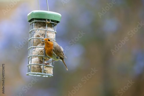 Robin (Erithacus rubecula) feeding at a fat ball bird feeder in a garden with a fence and a blue ceanothus background - Yorkshire, UK in June