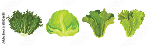 Fresh Green Salad Leaves for Cooking Vector Set photo