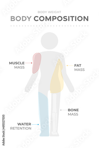 Body weight composition analysis. Different types of body elements mass: muscle tissue, bones mass, fat mass, water retention.
Human silhouette pictogram medical infographic vector illustration icon