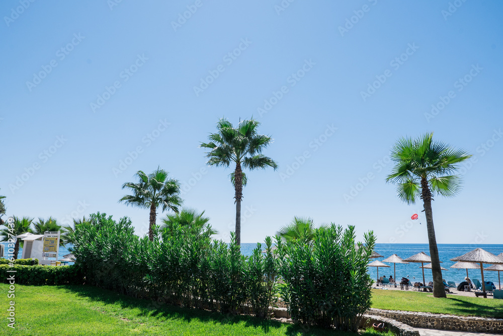 nice palm tree on the beach by the sea nice palm tree on the beach by the sea