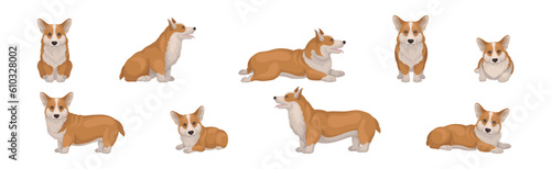 Welsh Corgi Dog with Short Legs in Different Poses Vector Set