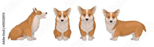Welsh Corgi Dog with Short Legs in Different Poses Vector Set