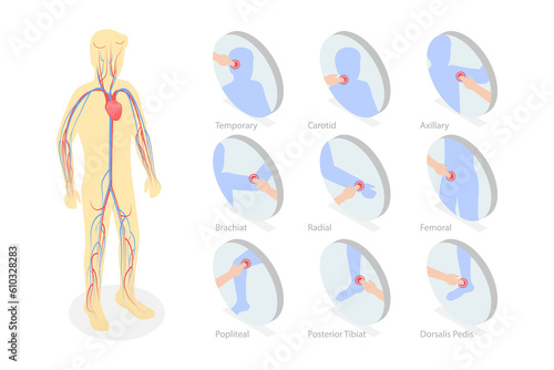 3D Isometric Flat  Conceptual Illustration of Major Arteries And Pulse Points photo