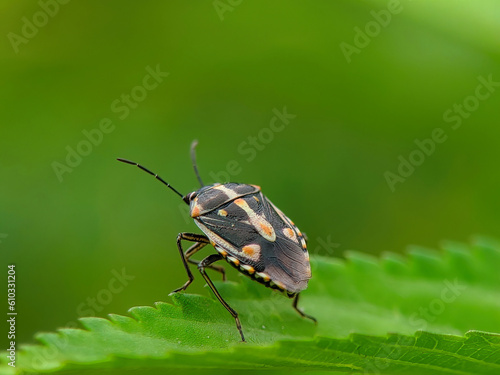 Harlequin Bug Coloration Influenced by Temperature During Nymphal Stages