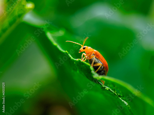 Red soldier beetle (Rhagonycha fulva), also misleadingly known as the bloodsucker beetle, and popularly known in England as the Hogweed Bonking Beetle is a species of soldier beetle (Cantharidae).