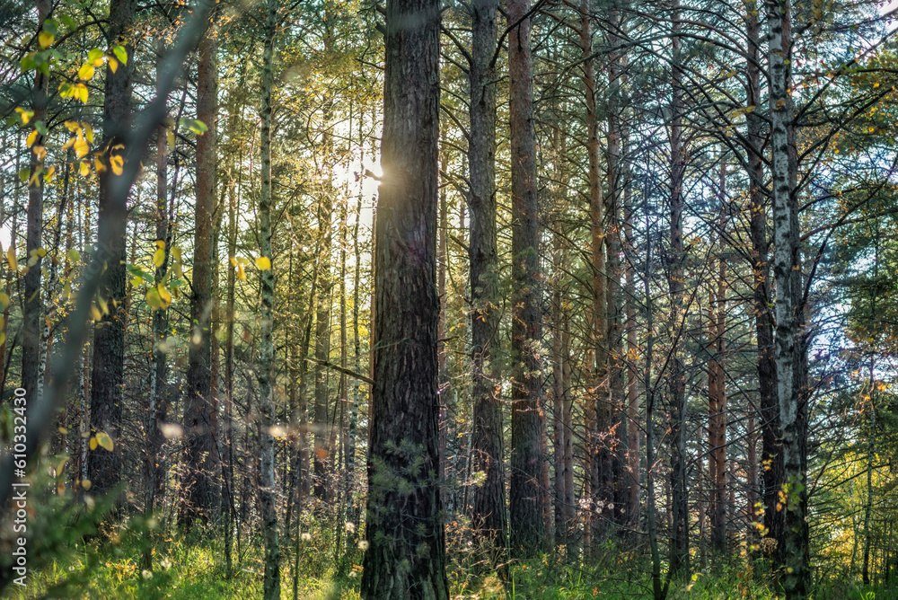 Fototapeta premium beautiful photo, dense wild forest