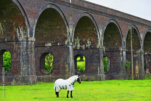 Horse in White Blanket Under The Stanway Viaduct photo