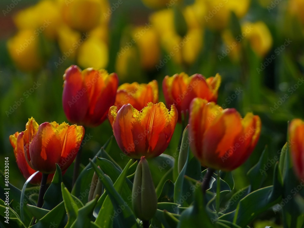 red and yellow tulips