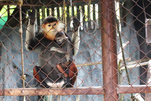 A family Red shanked douc, mother and child in an iron cage at the zoo. photo