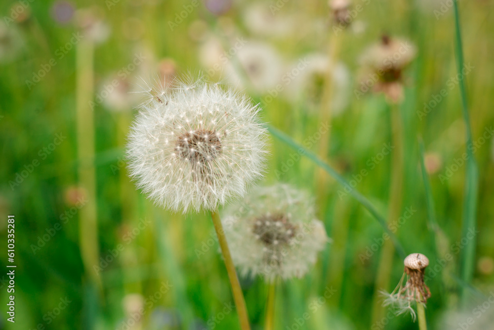 Close up shot of a dandelion seed head growing in a wild flower meadow surrounded by grasses and other dried seed heads