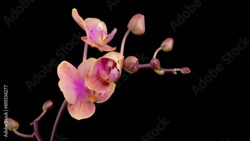Orchid Blossoms. Opening Beautiful Pink Orchid Phalaenopsis Flower on Black Background. Time Lapse. 4K.