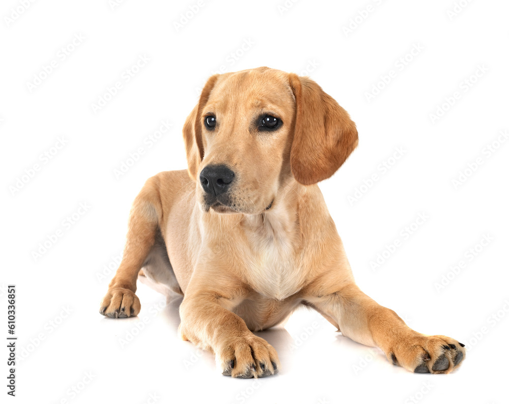 puppy labrado retriever puppy labrado retriever