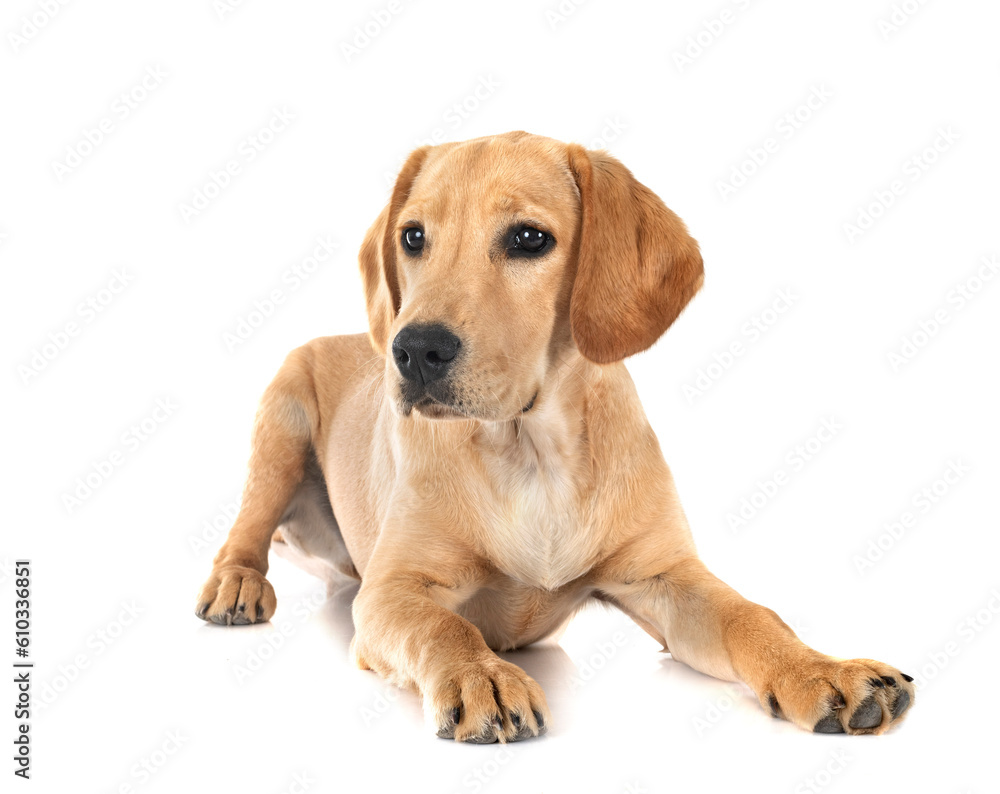 puppy labrado retriever