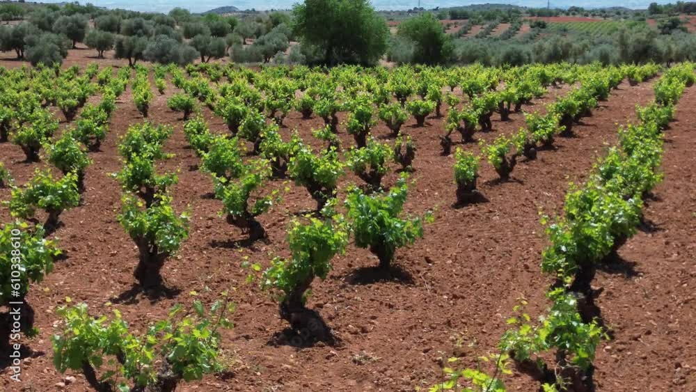 Viñedo desde baja altura Viñedo desde baja altura