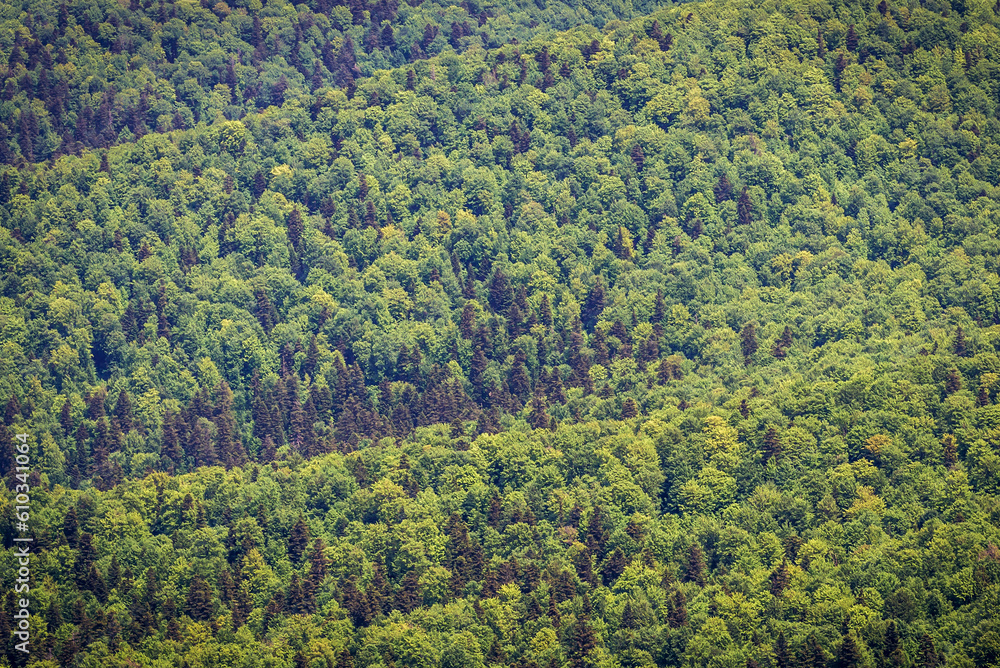 Mountains covered with mixed forest seen from Wetlina Polonyna in Bieszczady Mountains, Poland