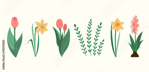 Blooming Tulips and Narcissus flowers spring vector illustrations collection. Green leaves and flowers blossom seasonal flat style drawings set Isolated