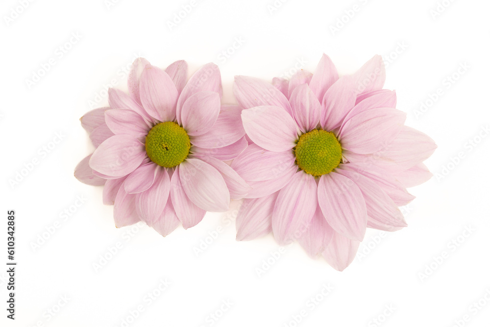 Purple chrysanthemums isolated on white.