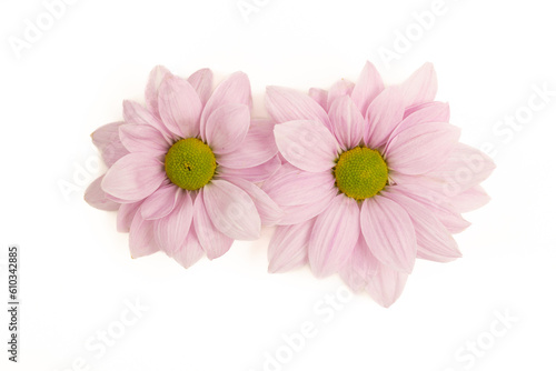 Purple chrysanthemums isolated on white.