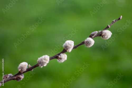catkin bouquet macro photo with blurred background